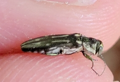 Agrilus limpiae