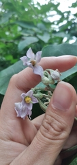 Solanum riparium