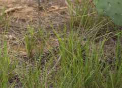 Sistrurus tergeminus