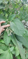 Solanum riparium