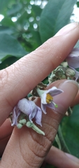 Solanum riparium