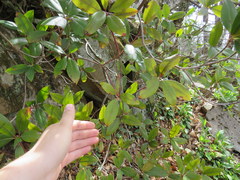 Rhododendron smokianum