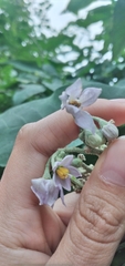 Solanum riparium