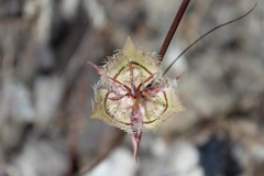 Calochortus tiburonensis