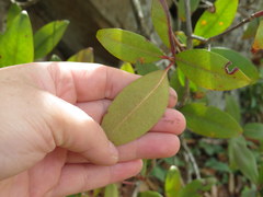 Rhododendron smokianum