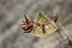Calochortus tiburonensis