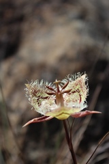 Calochortus tiburonensis