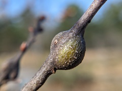 Zapatella quercusmedullae