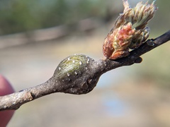 Zapatella quercusmedullae