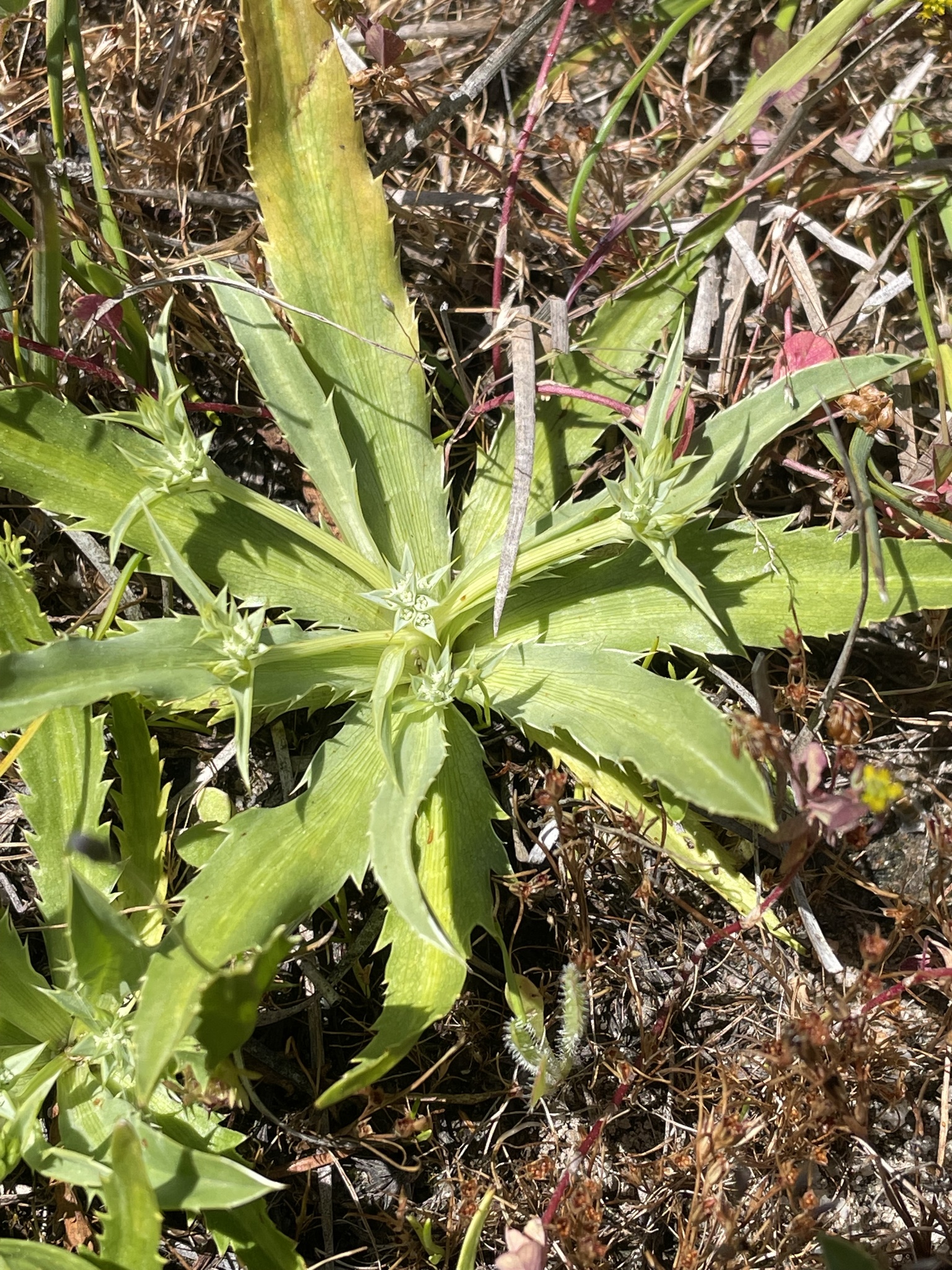 Eryngium armatum (S.Watson) J.M.Coult. & Rose