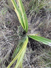 Hypoxis hemerocallidea
