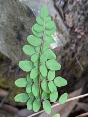 Pellaea andromedifolia
