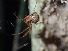 Theridion zantholabio