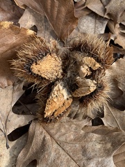 Castanea dentata