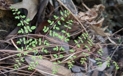 Pellaea andromedifolia
