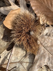 Castanea dentata