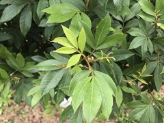 Cossinia australiana
