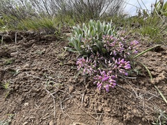 Phoenicaulis