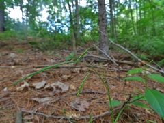 Carex debilis rudgei