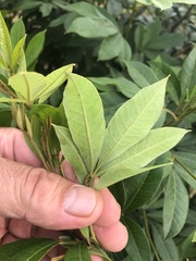 Cossinia australiana