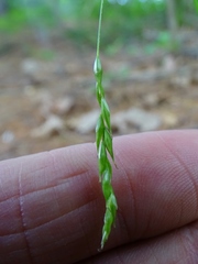 Carex debilis rudgei