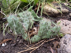 Opuntia fragilis
