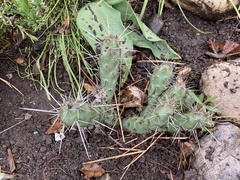 Opuntia fragilis