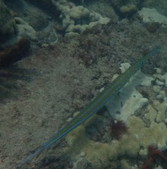 Fistularia tabacaria