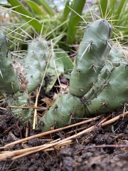 Opuntia fragilis