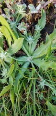 Eryngium armatum
