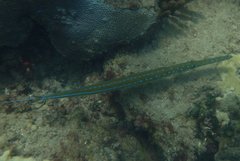 Fistularia tabacaria