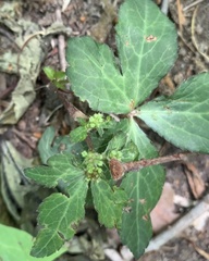 Sanicula smallii