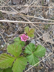 Rubus arcticus acaulis