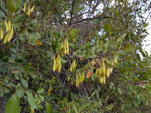 Lomatia dentata (Ruiz & Pav.) R.Br.