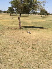 Columba livia domestica