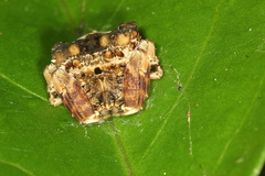 Celaenia tuberosa