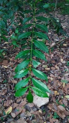 Zanthoxylum rhoifolium