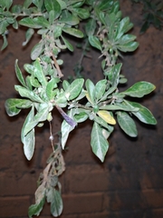 Dunalia
