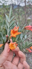 Tecoma tenuiflora