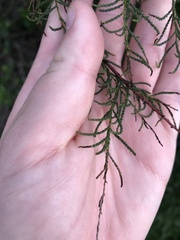 Dacrycarpus dacrydioides