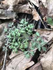 Collomia heterophylla