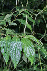 Piper aequale