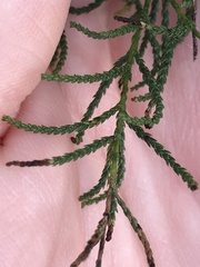 Dacrycarpus dacrydioides