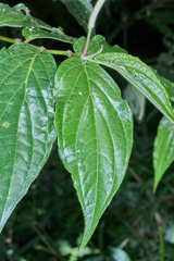 Piper aequale