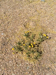 Oncosiphon pilulifer