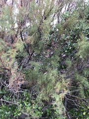 Dacrycarpus dacrydioides