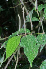 Piper aequale