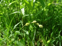 Carex brevior