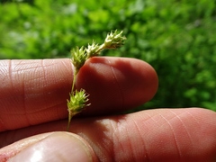 Carex brevior