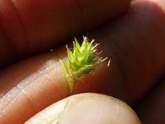 Carex brevior